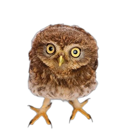 animal, staff, creature, face transparent PNG cut-out