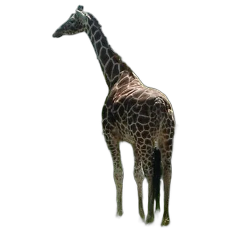 animal, creature, staff, furniture transparent PNG cut-out