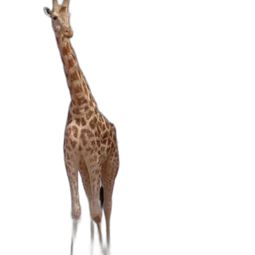 animal, creature, staff, hat transparent PNG cut-out