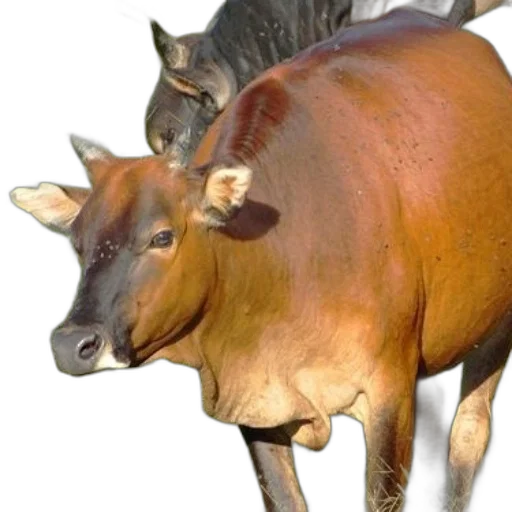 animal, creature, crown, hat transparent PNG cut-out