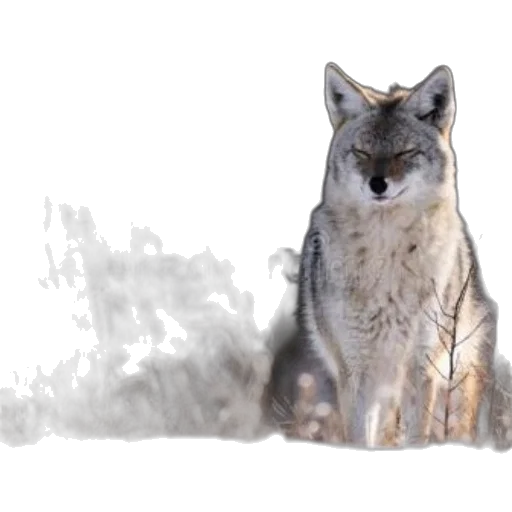 animal, creature, staff, concept art transparent PNG cut-out