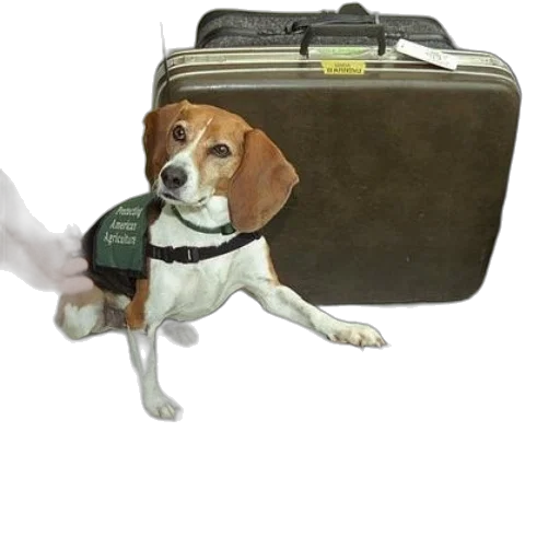 staff, animal, dog, wearing transparent PNG cut-out