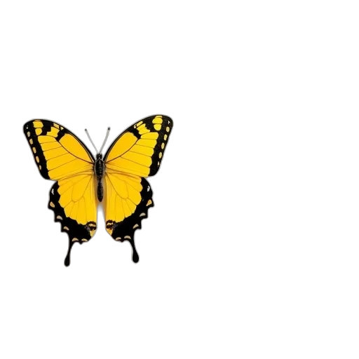 animal, flower, creature, crown transparent PNG cut-out