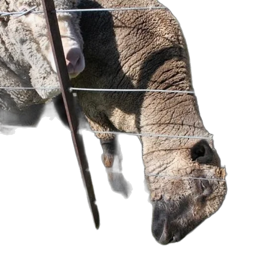 animal, mask, weapon, creature transparent PNG cut-out