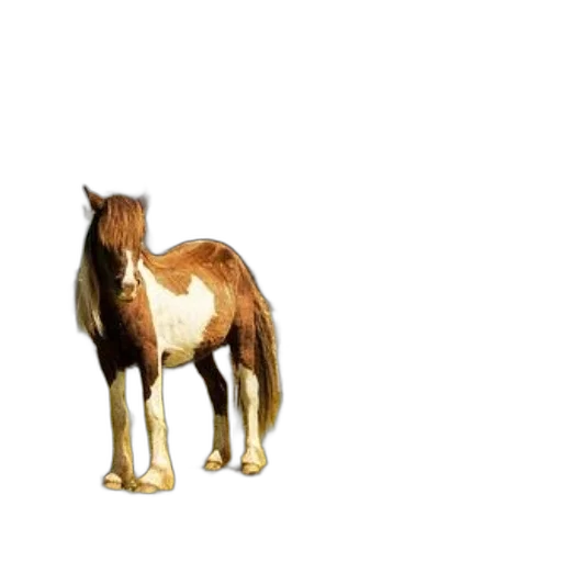 animal, creature, hair, furniture transparent PNG cut-out