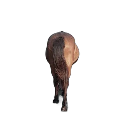 hair, animal, hat, creature transparent PNG cut-out