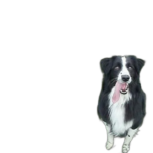 animal, staff, creature, face transparent PNG cut-out