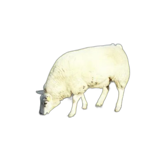 animal, jewelry, weapon, food transparent PNG cut-out