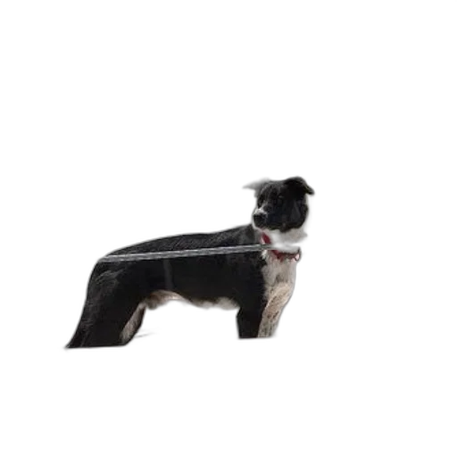 animal, staff, furniture, creature transparent PNG cut-out