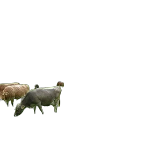 animal, creature, furniture, car transparent PNG cut-out