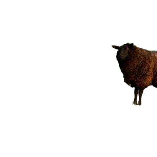 animal, creature, hair, dress transparent PNG cut-out