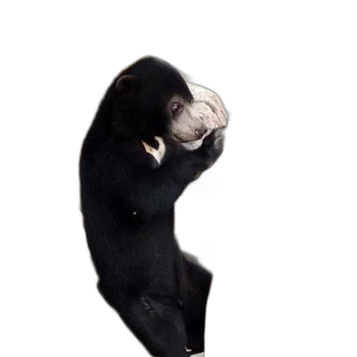 animal, creature, staff, mask transparent PNG cut-out
