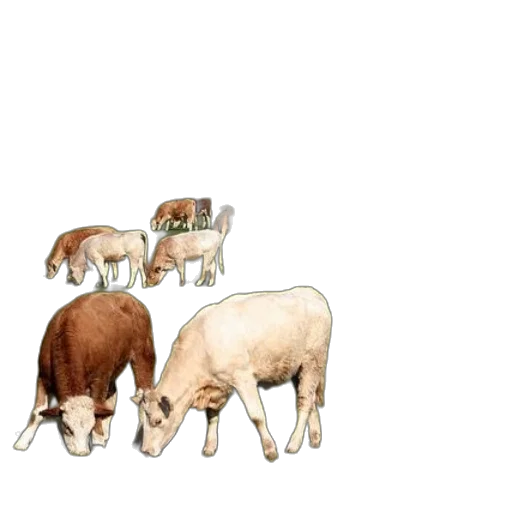 animal, food, jewelry, concept art transparent PNG cut-out