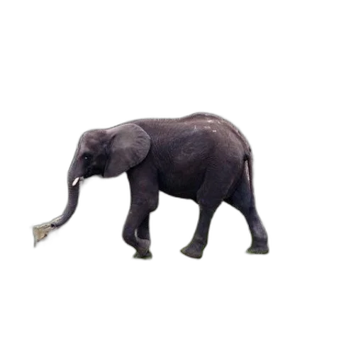 animal, creature, staff, weapon transparent PNG cut-out