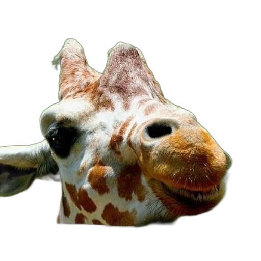 animal, mask, face, creature transparent PNG cut-out