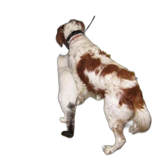 staff, animal, brown, white transparent PNG cut-out