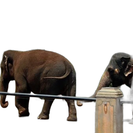 animal, staff, concept art, two transparent PNG cut-out