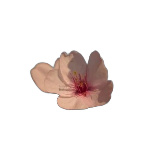 flower, crown, jewelry, hat transparent PNG cut-out