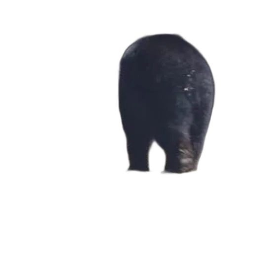 animal, face, creature, mask transparent PNG cut-out