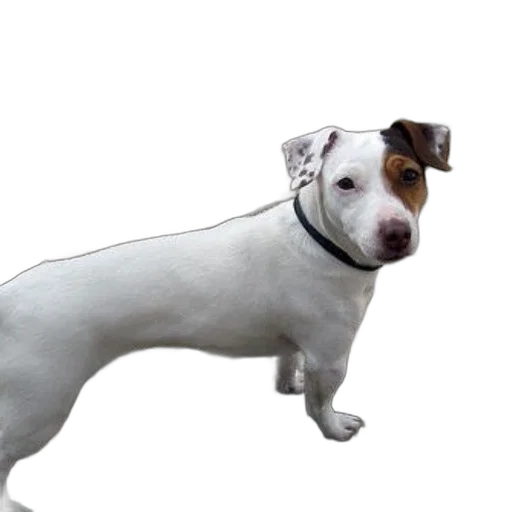 staff, animal, hat, creature transparent PNG cut-out