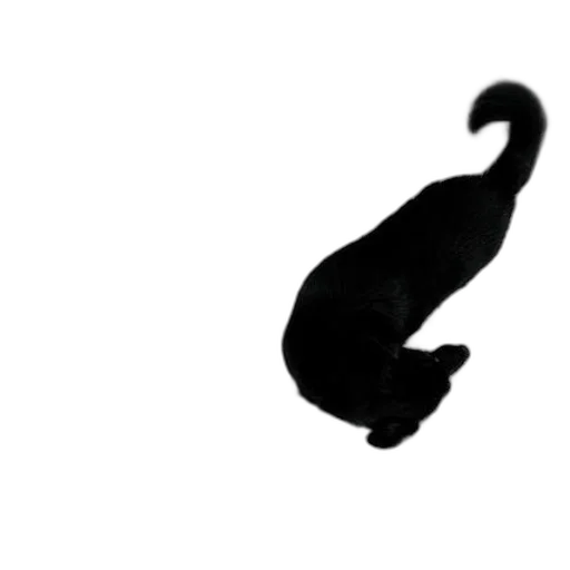 animal, staff, hat, creature transparent PNG cut-out
