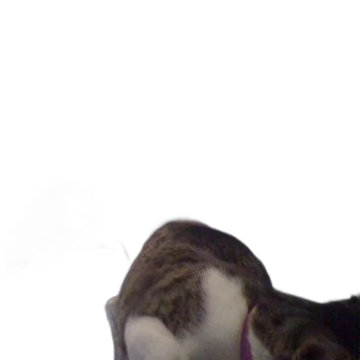 animal, creature, face, staff transparent PNG cut-out