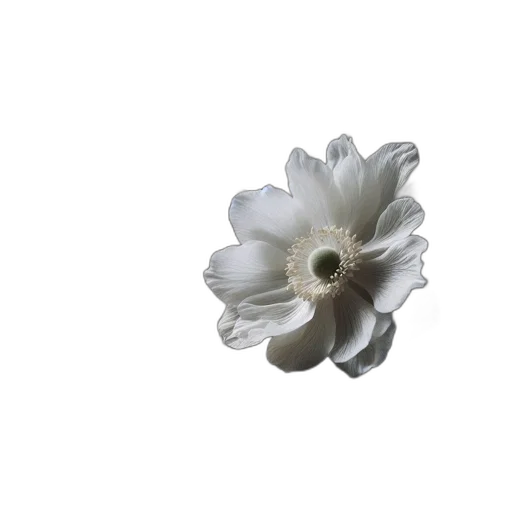 flower, crown, jewelry, weapon transparent PNG cut-out