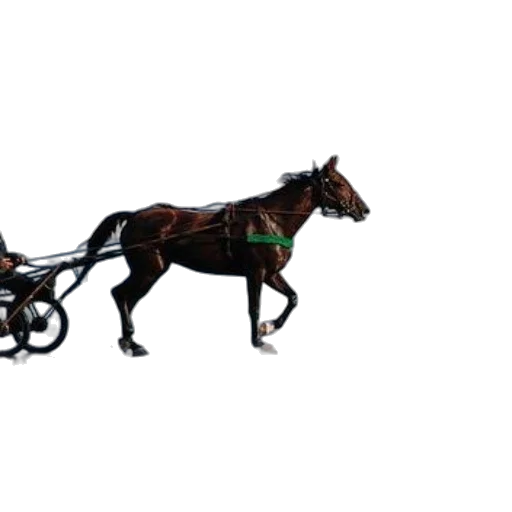 animal, car, staff, robot transparent PNG cut-out