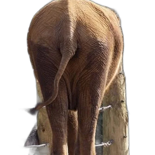 animal, staff, creature, furniture transparent PNG cut-out