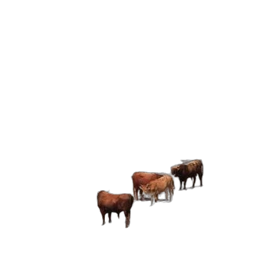 animal, furniture, food, creature transparent PNG cut-out