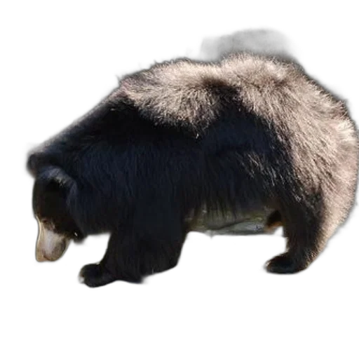 animal, creature, hair, staff transparent PNG cut-out