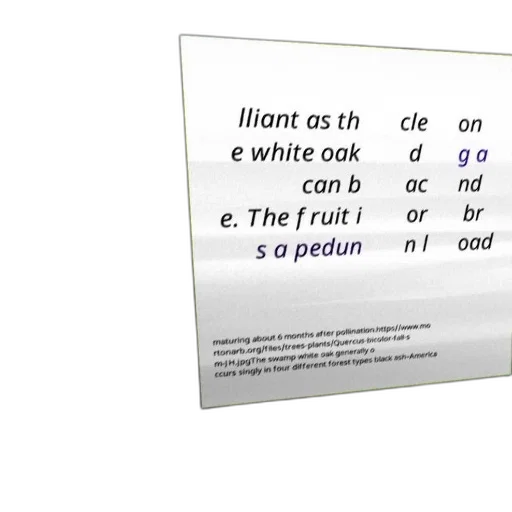 caption, image, could, fruit transparent PNG cut-out