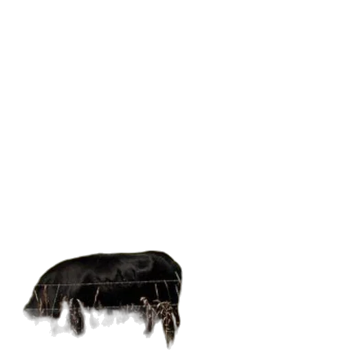 animal, hair, creature, furniture transparent PNG cut-out