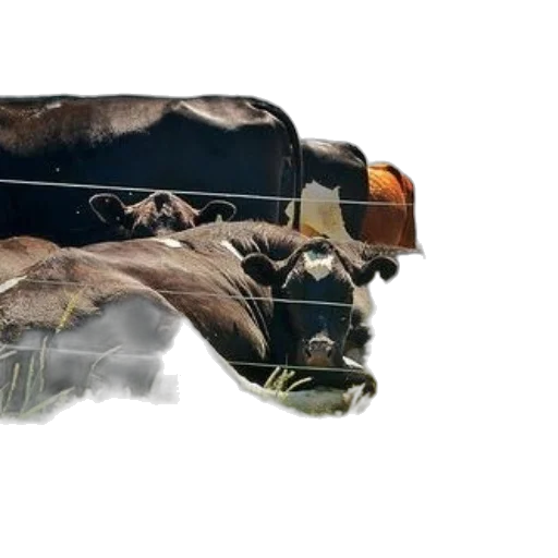 mask, animal, hair, weapon transparent PNG cut-out