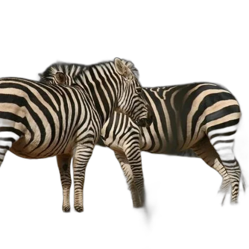 animal, furniture, creature, jewelry transparent PNG cut-out