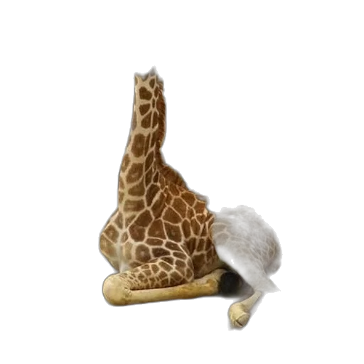 hat, animal, shoes, creature transparent PNG cut-out