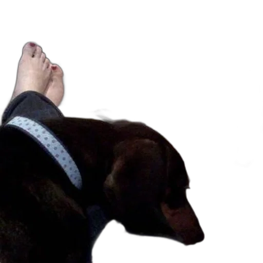 shoes, staff, animal, creature transparent PNG cut-out
