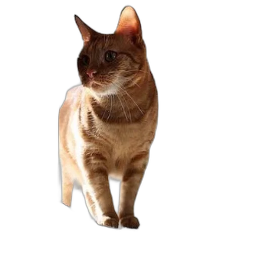 animal, staff, creature, hat transparent PNG cut-out