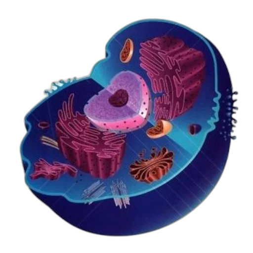 creature, jewelry, hat, animal transparent PNG cut-out