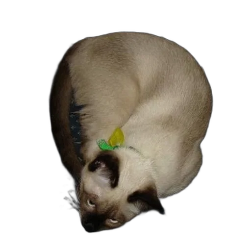 animal, crown, staff, creature transparent PNG cut-out
