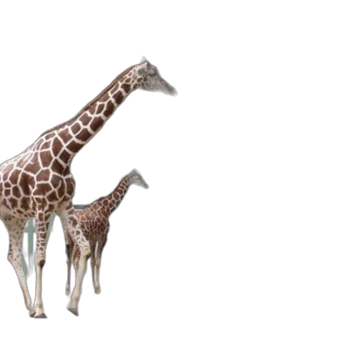 animal, creature, 3d render, concept art transparent PNG cut-out