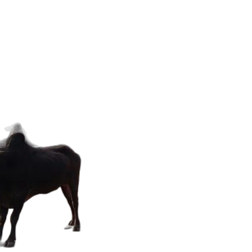 animal, creature, hair, food transparent PNG cut-out