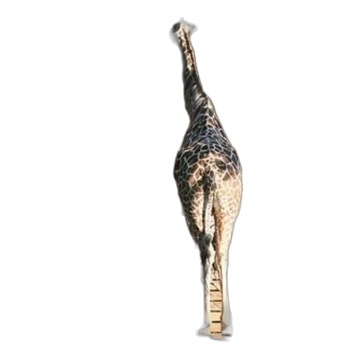 staff, jewelry, sword, shoes transparent PNG cut-out