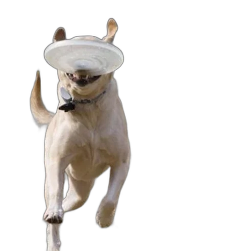 hat, animal, staff, creature transparent PNG cut-out