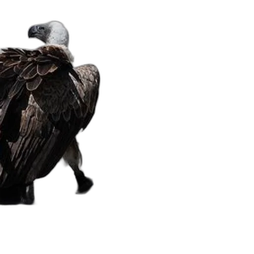 animal, jacket, creature, hat transparent PNG cut-out