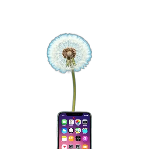 flower, weapon, umbrella, tree transparent PNG cut-out