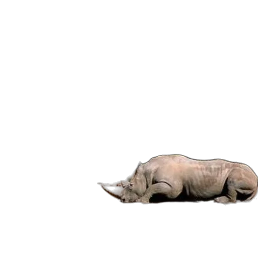 animal, creature, car, weapon transparent PNG cut-out