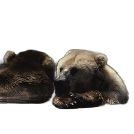 animal, photorealistic, 3d render, concept art transparent PNG cut-out
