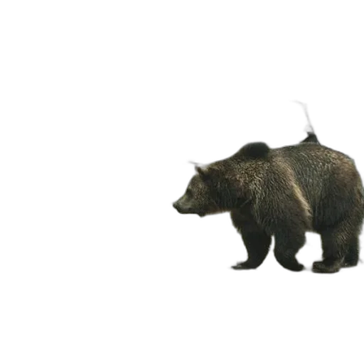 animal, creature, weapon, staff transparent PNG cut-out