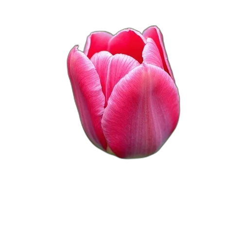 flower, jewelry, crown, hat transparent PNG cut-out